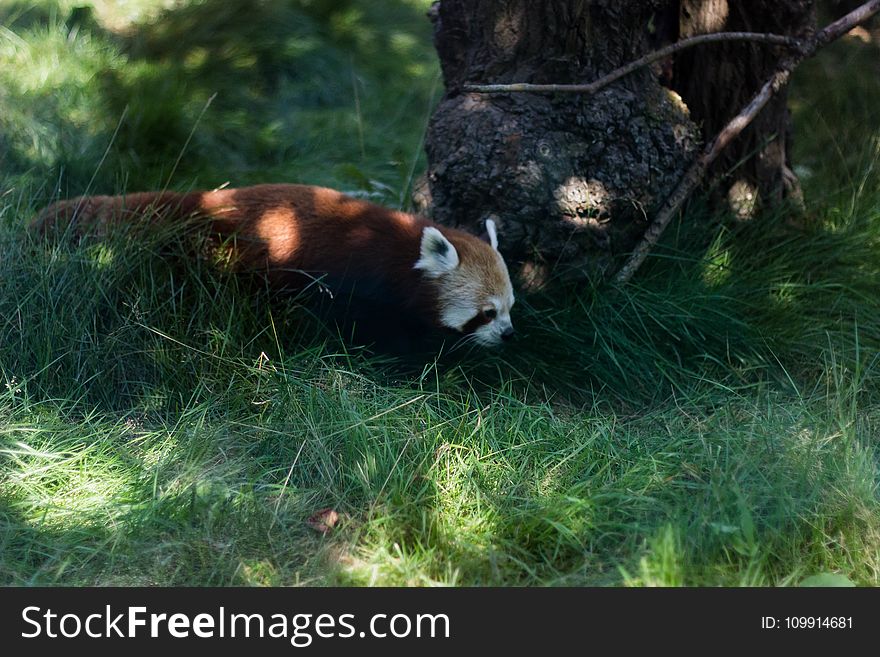 Photo of Red Panda Beside Brown Tree