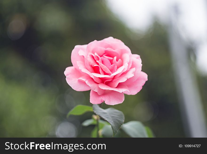 Close-Up Photography of Pink Rose