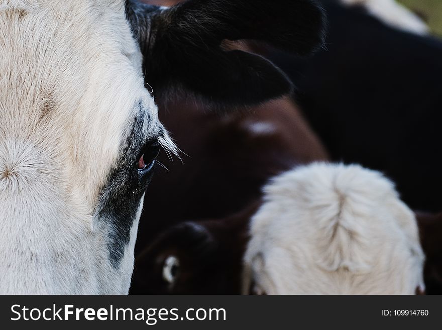 Close-up Photography Of A Cattle