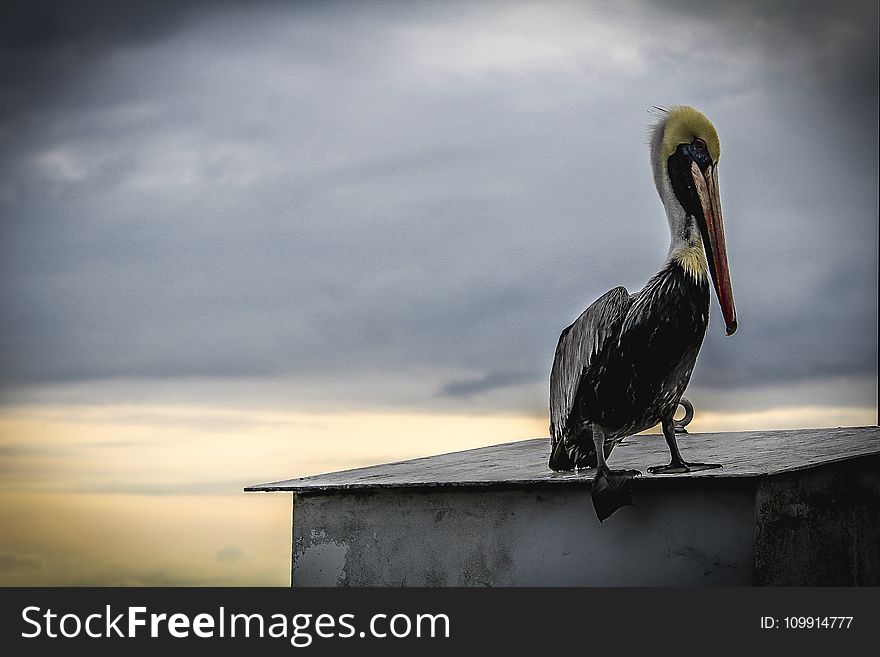 Black Pelican Photo
