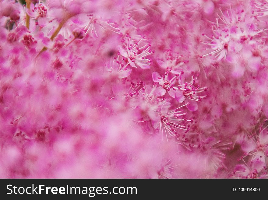 Selective Focus Photography of White And Pink Flowers