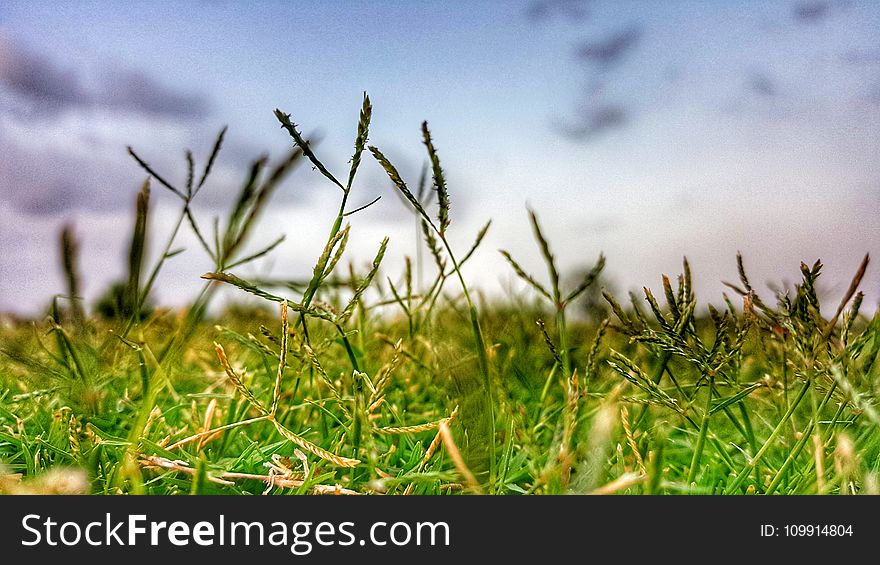 Close-up Photography Of Grass