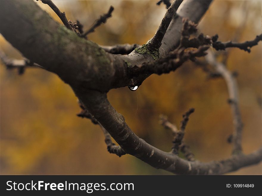 Close-Up Photography of Tree Branches