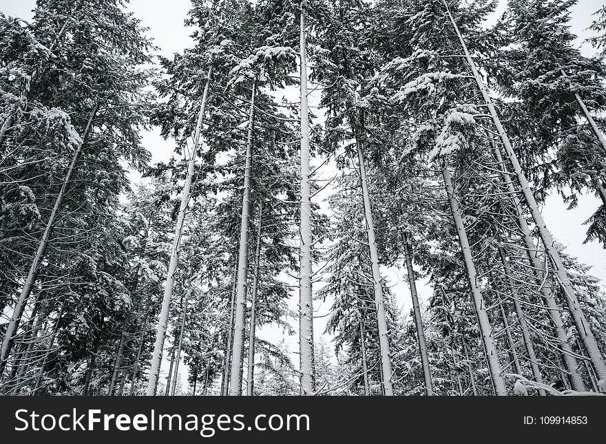 Low Angle Photography of Tall Trees