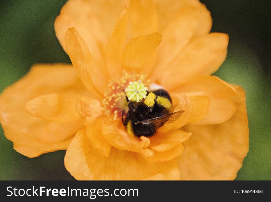 Close-up Photo Of Honey Bee On Yellow Flower