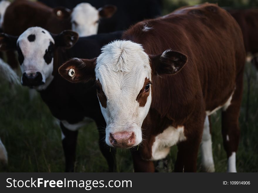 Close-up Photography of a Beef Cattle