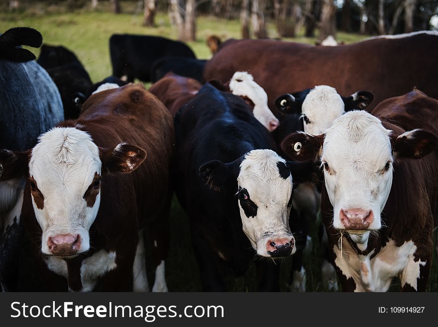 Close-up Photo of Cows