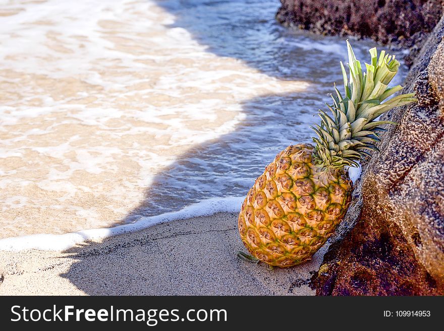 Pineapple in Seashore Leaning on Brown Rock