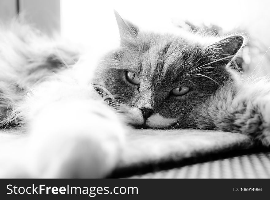 Grayscale Photo of Cat Lying on Bed