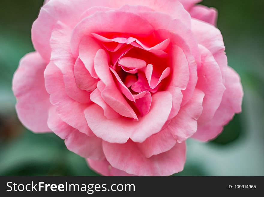 Close-Up Photography of Pink Flower