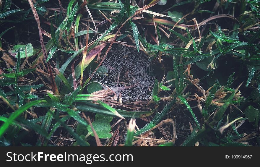 Spider Web On Grass With Dew Closeup Photography