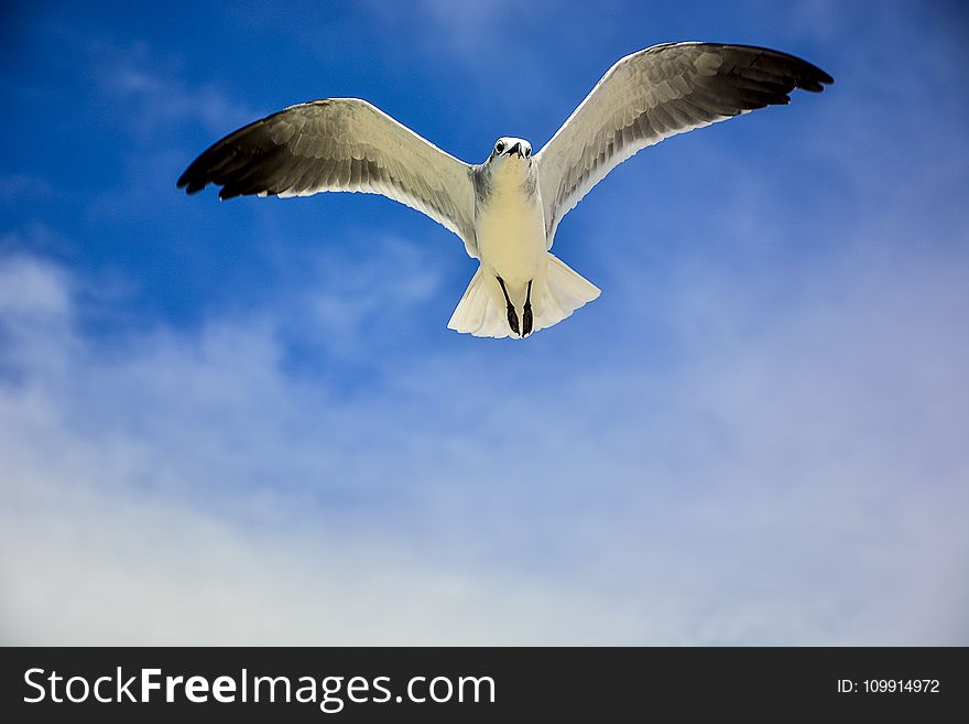 White And Black Bird