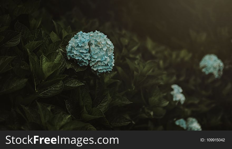 Blue Flowers With Leaves