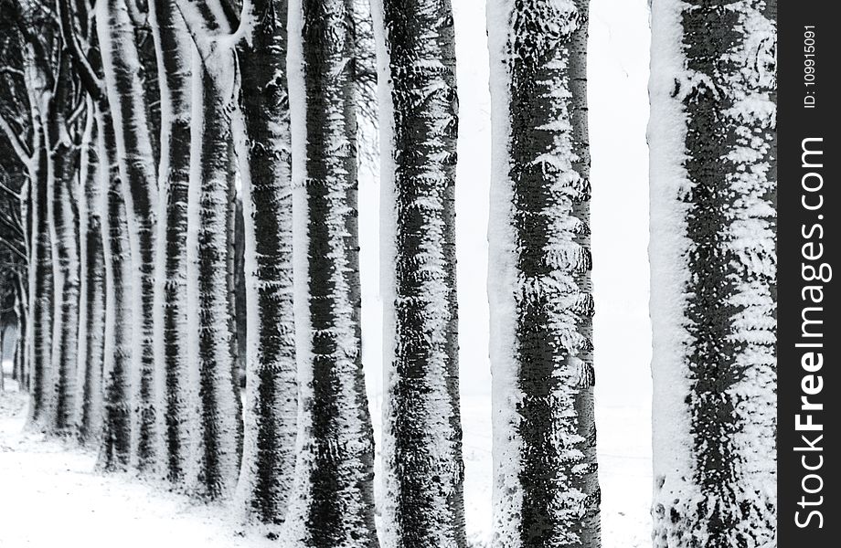 Photography of Trees during Winter