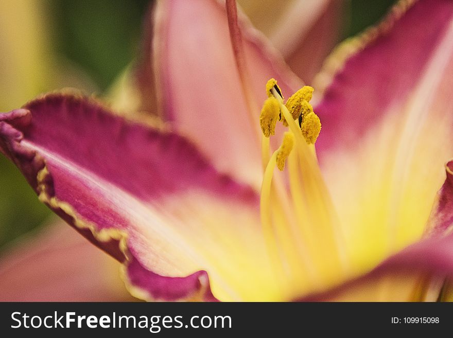 Macro Photography Of Pink Petaled Flower