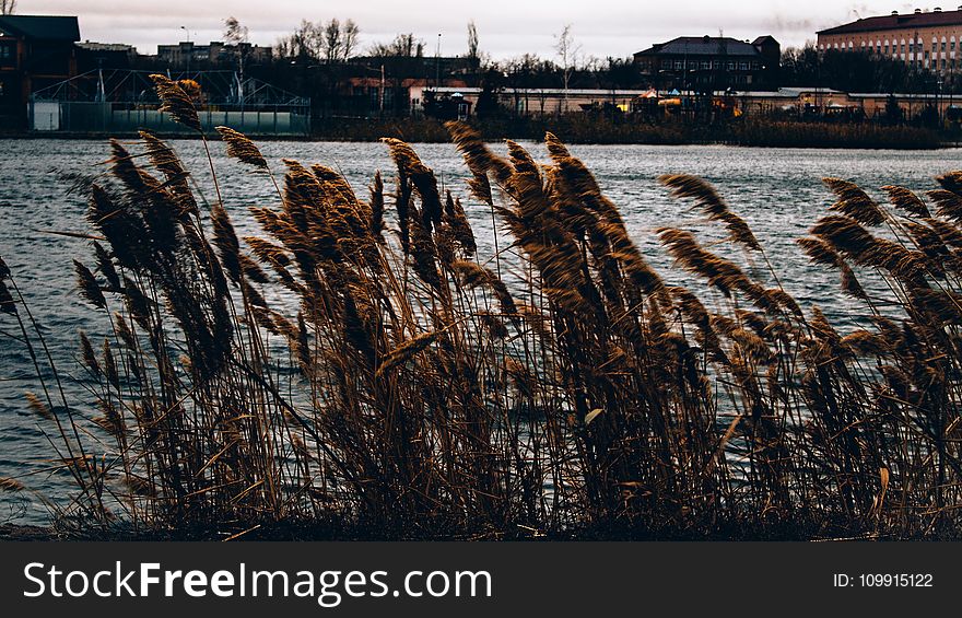 Brown Grasses Near Body of Water Across Houses