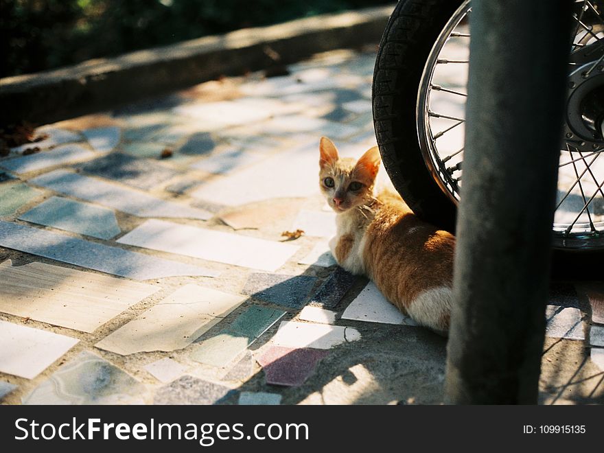 Orange Tabby Kitten on Motorcycle Wheel