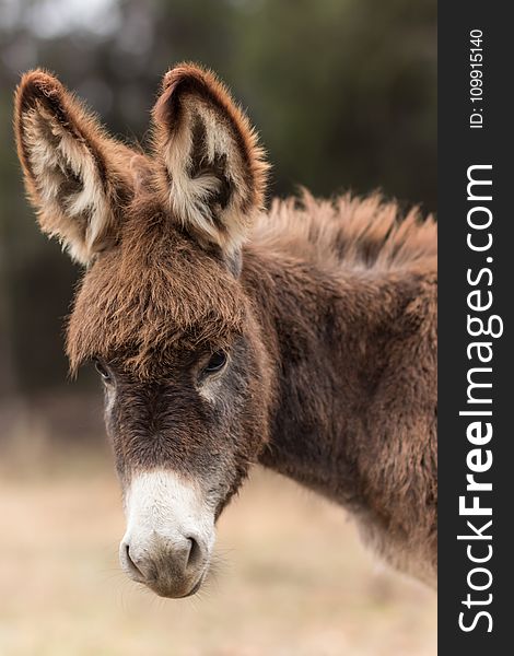 Shallow Focus Photography Of Brown And White Donkey