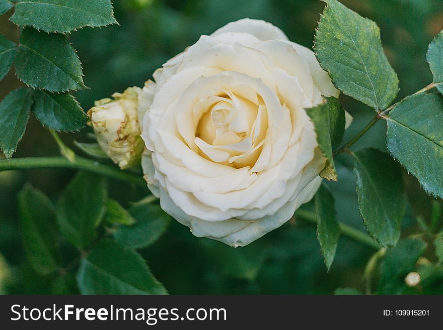 Close-Up Photography Of White Flower Beside Green Leaves