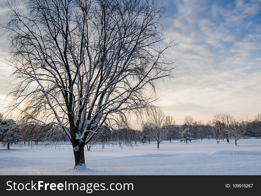 Leafless Tree Covered in Snow