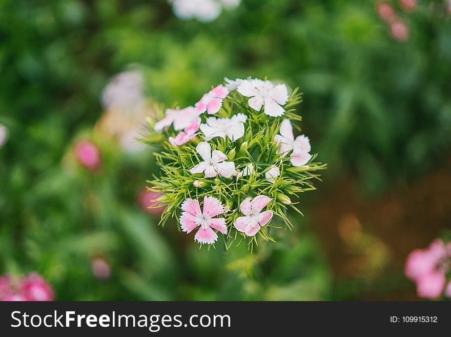 Focus Photography of White and Pink Flowers