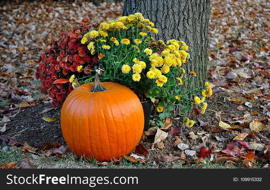 Pumpkin Near Tree