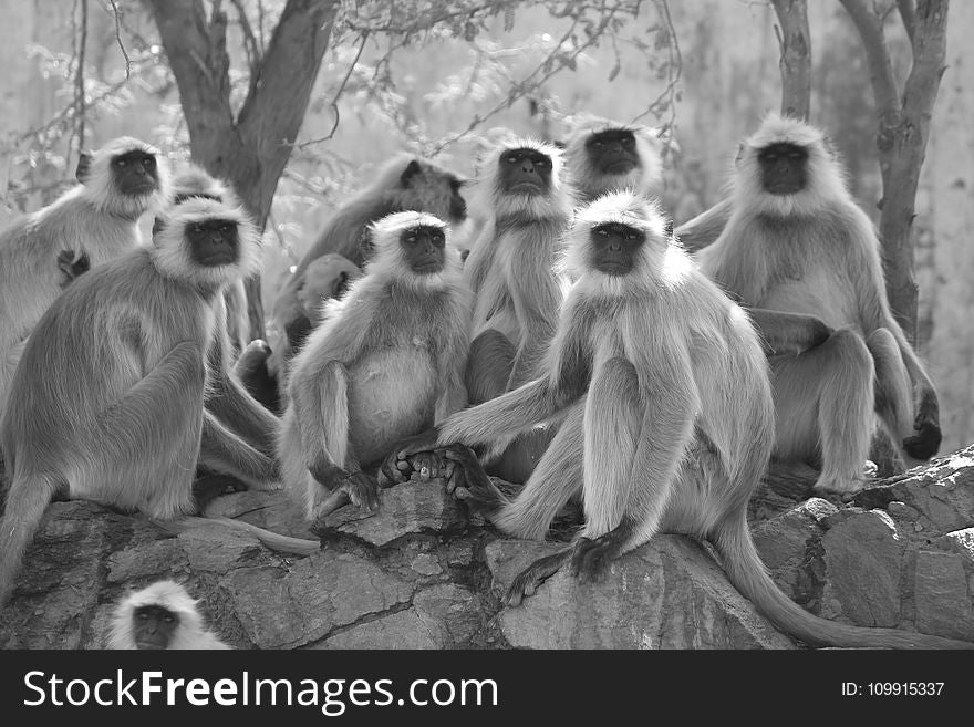 Grayscale Photo of Gray Langur Sitting Next to Trees