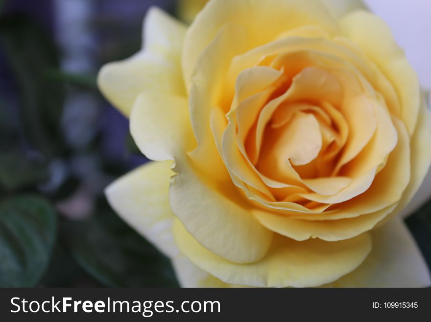 Selective Focus Photography of Yellow Rose