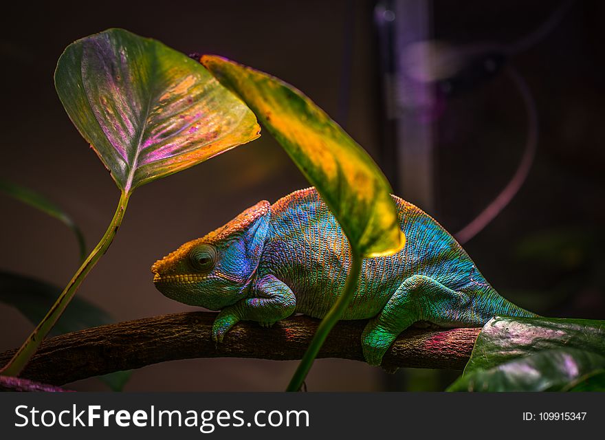 Macro Shot Photography of Chameleon