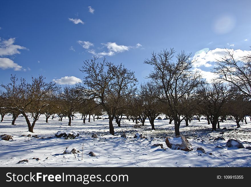 Bare Trees over Snow Ground Under Blue Cloudy Sky