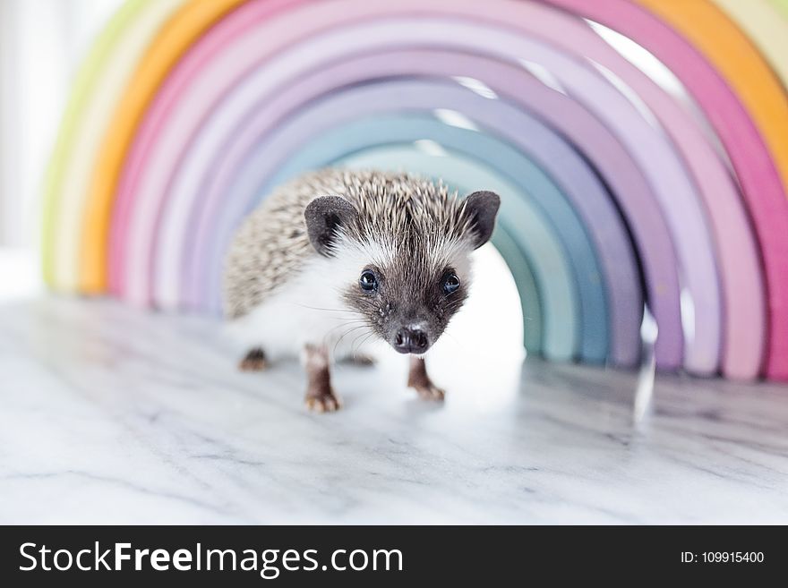 Close-up Photo of a Hedgehog Beside Rainbow Curved Frame