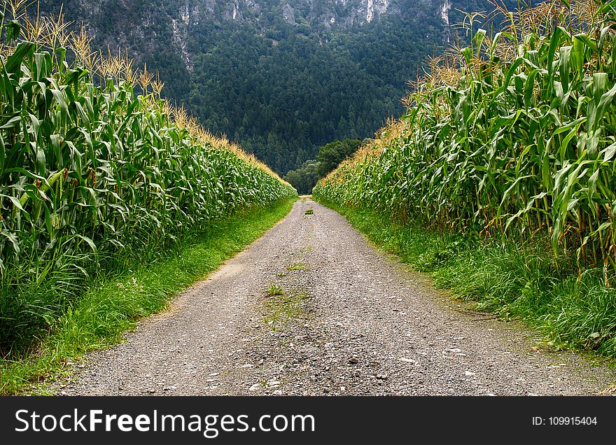 Pathway in Middle of Corn Field