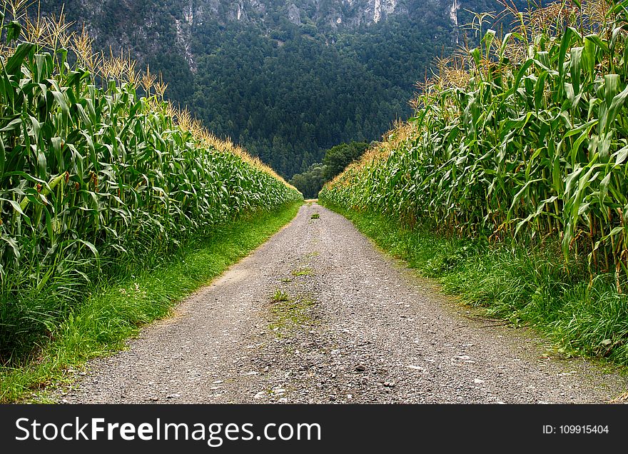 Pathway In Middle Of Corn Field