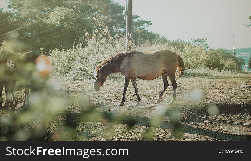 Brown Horses