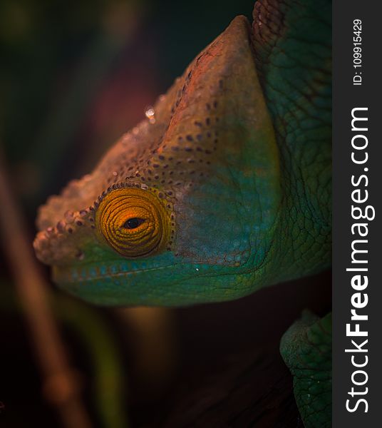 Selective Focus Photography of Chameleon