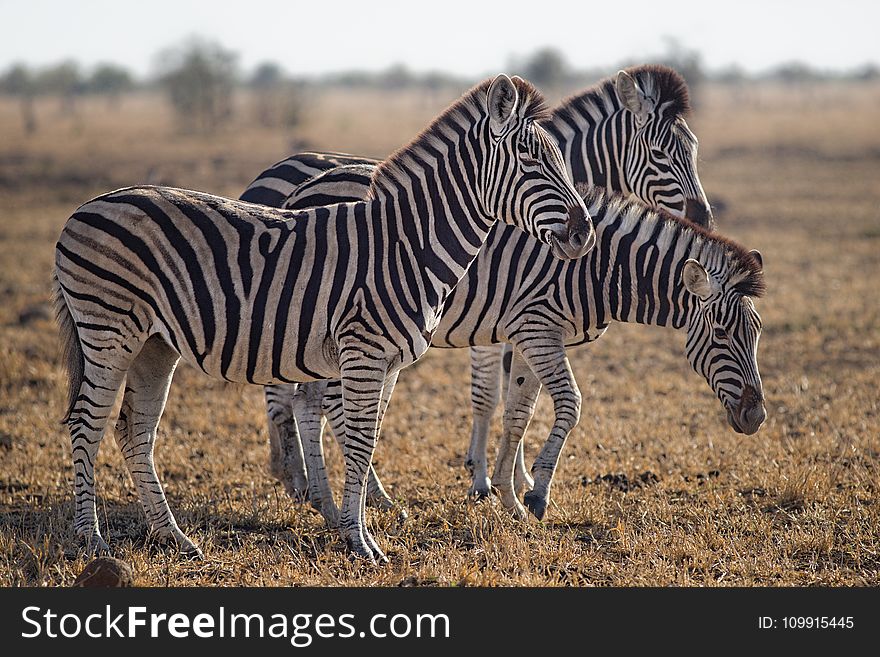 Three Zebras Standing On Green Grass Field