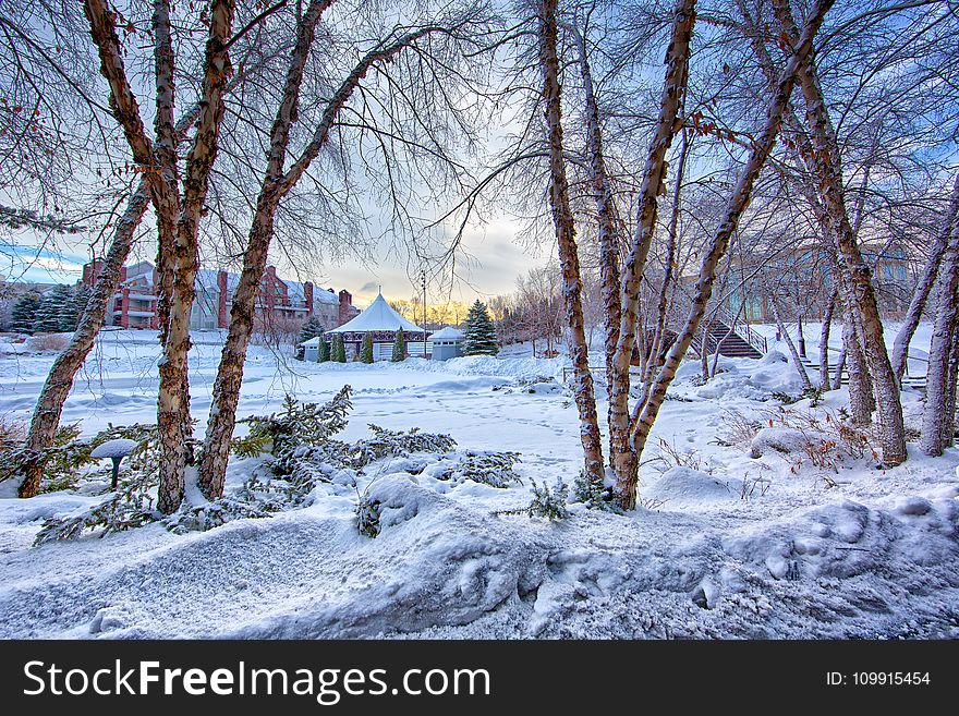 Snow Covered Ground With Trees at Daytime