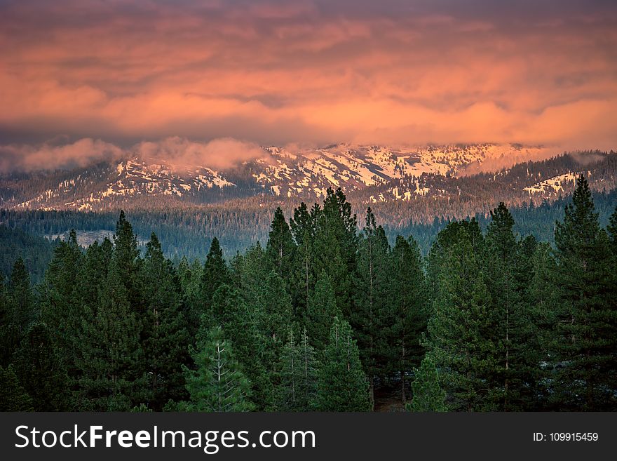 Green Pine Trees