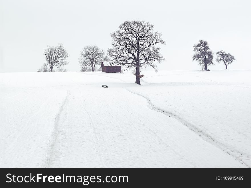 Landscape Photography of Dried Trees on Snow Covered Ground