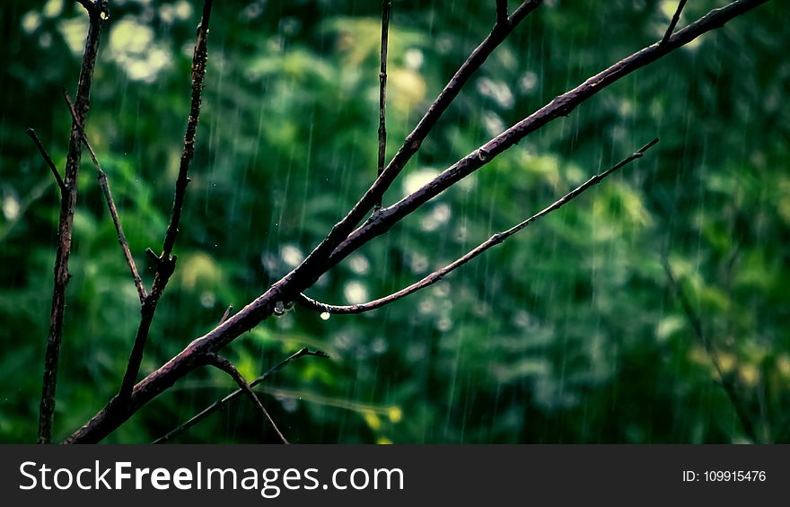 Selective Focus Photo Of Tree Branch