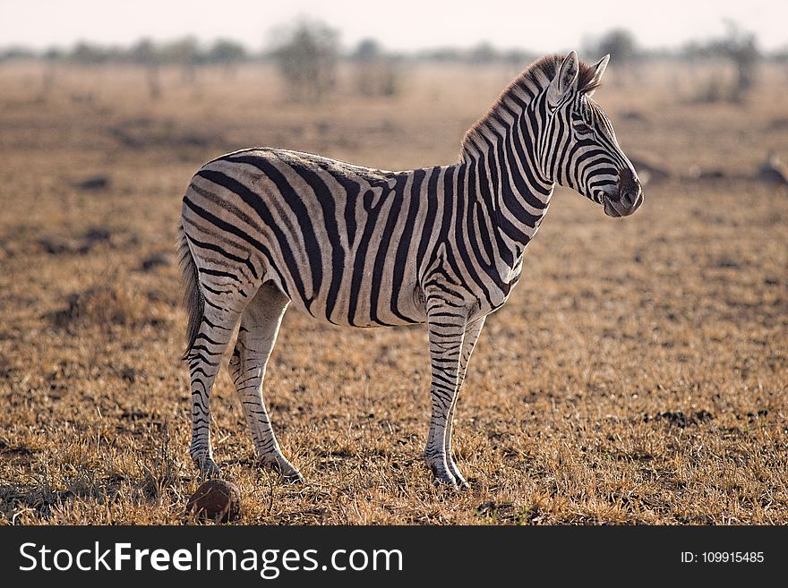 Selective Focus Photography of Zebra
