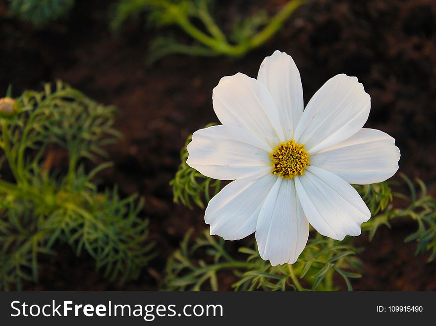Selective Focus Photography of White Cosmos Flower