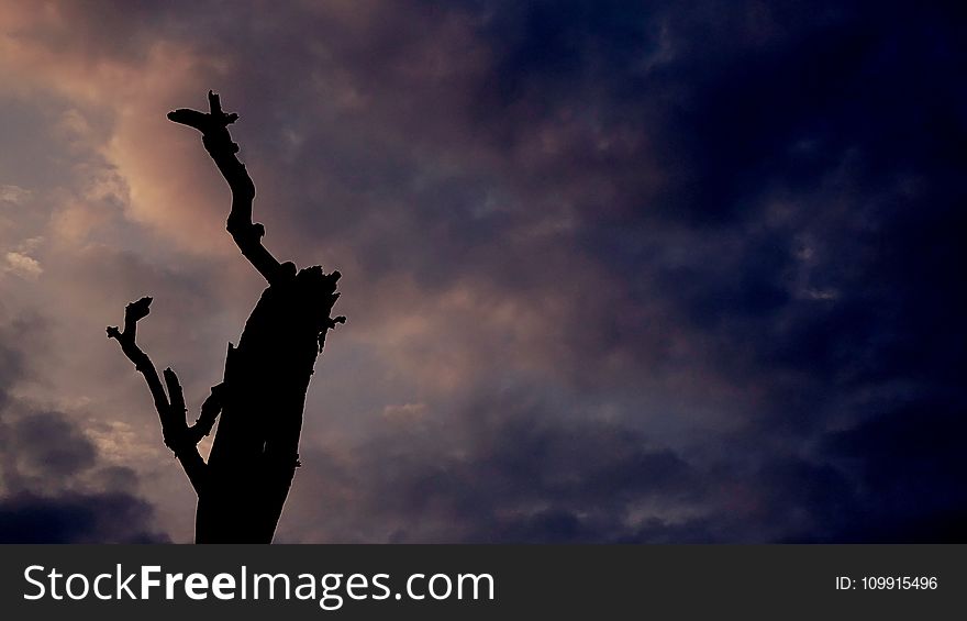 Silhouette Of Tree