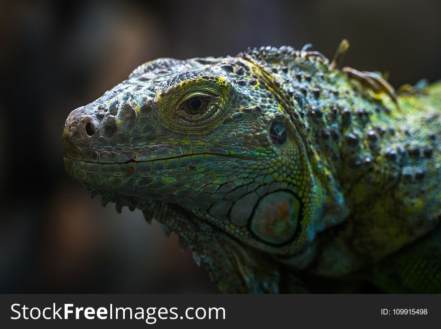 Shallow Focus Photo of Teal, Yellow, and Gray Bearded Dragon