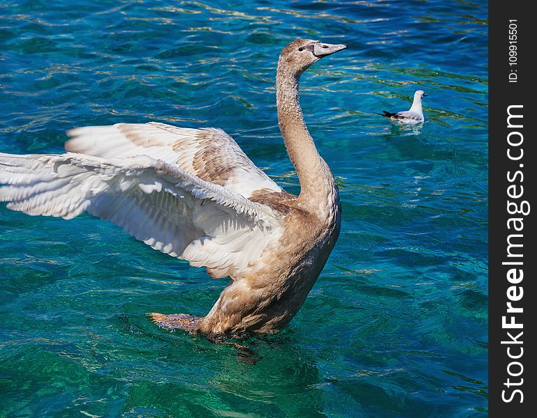 Brown And White Goose On Clear Water