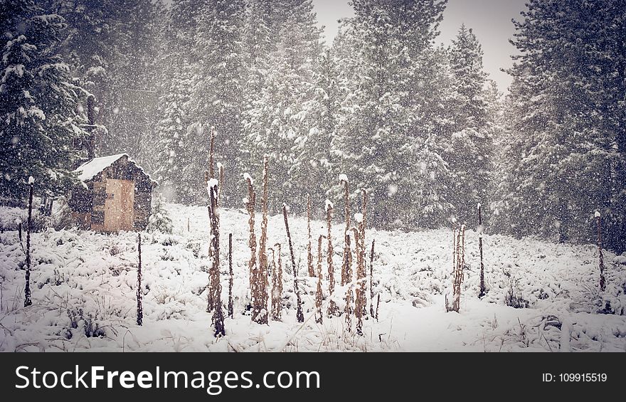 Brown Shed Near Green Pine Trees during Snow