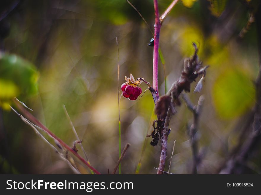 Berries, Blur, Branches