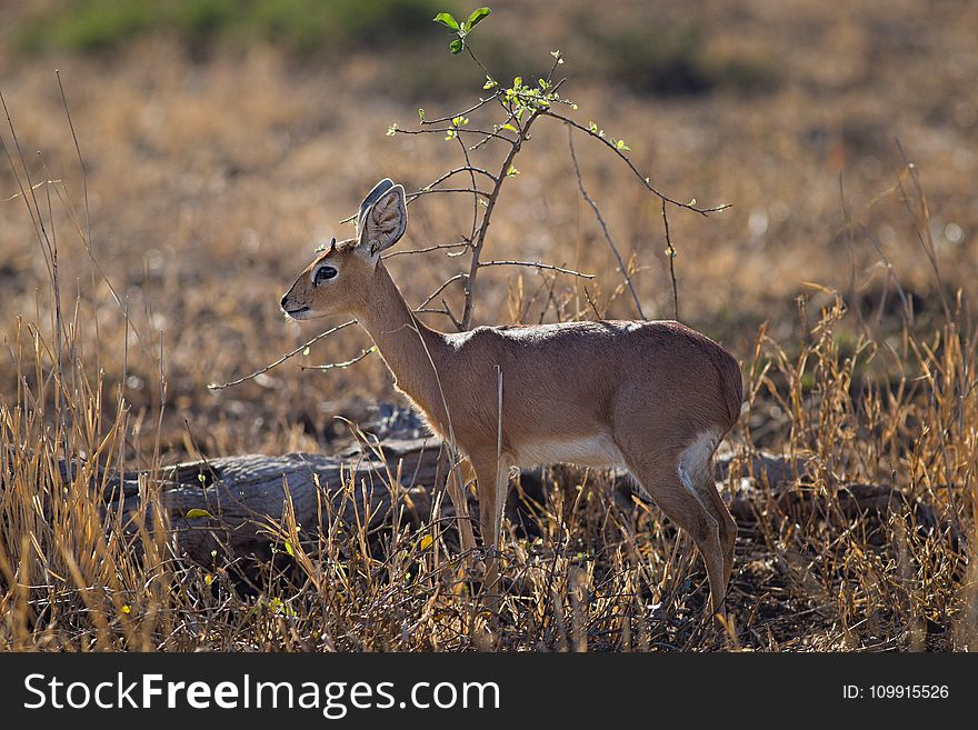 Close-up Photo Of Deer