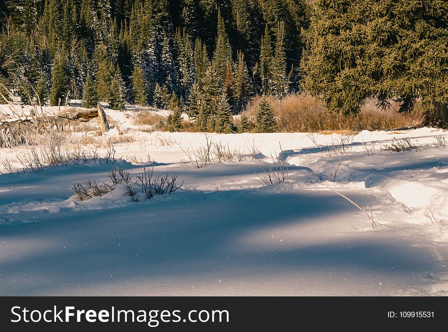 Ground Cover With Snow Near Trees At Daytime