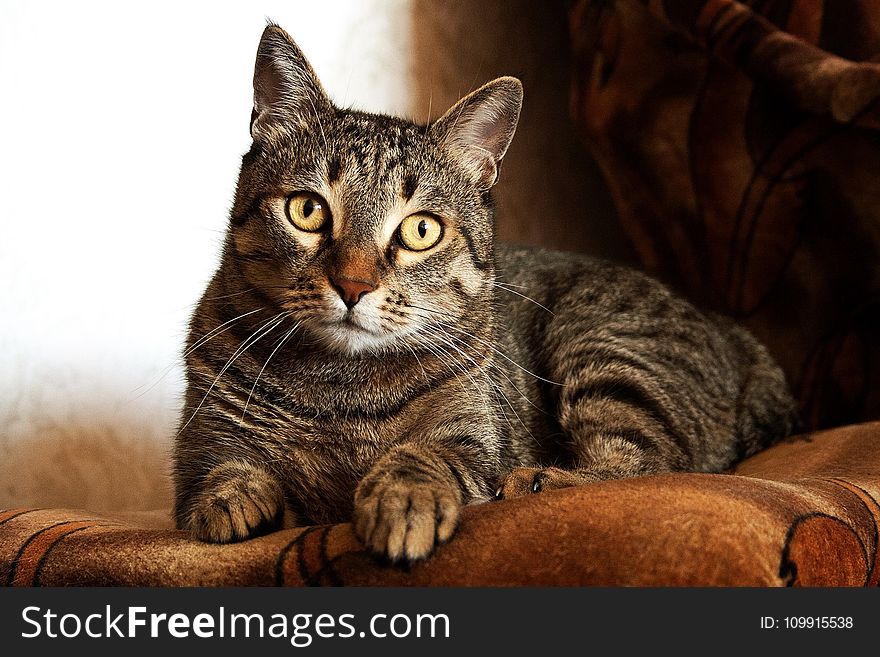 Adult Brown Tabby Cat